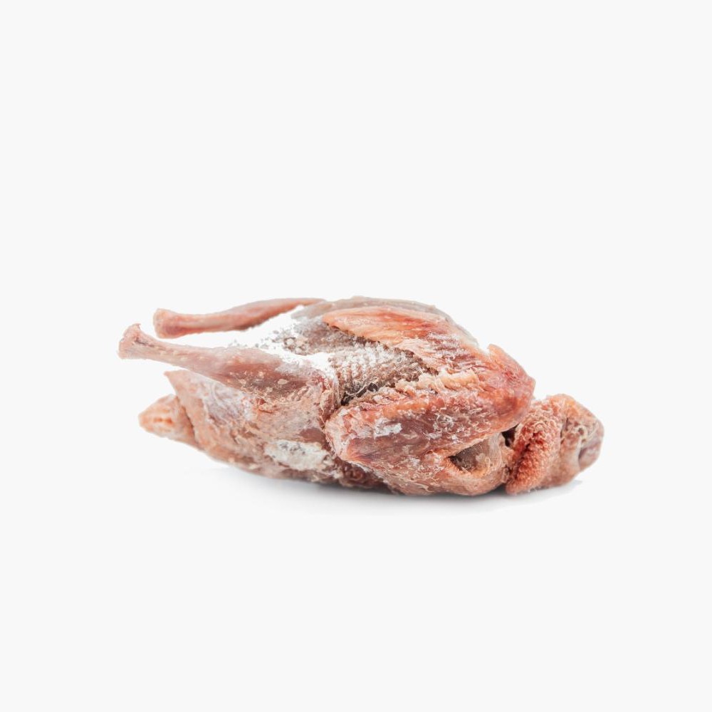 কবুতর