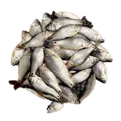 পুঁটি
