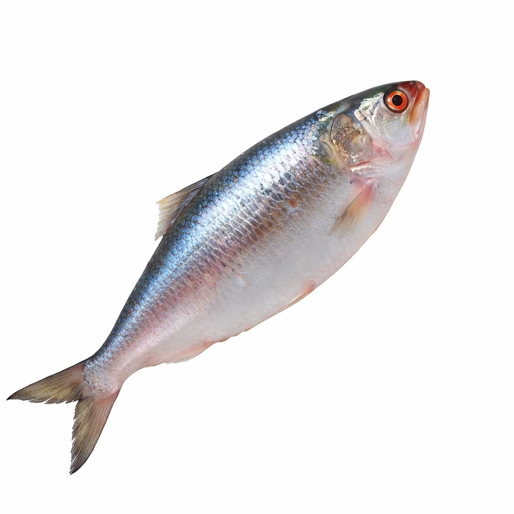 ইলিশ মাছ (৯০০ গ্রাম–১ কেজি)