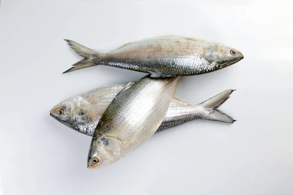 ইলিশ মাছ (৫০০–৭০০ গ্রাম)